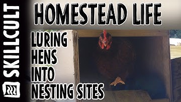 Luring Hens to Use a Nesting Box, Free Range Chickens