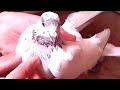 Голуби Виктора город Липецк/Victor's pigeons, Lipetsk city