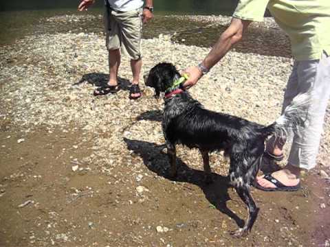 イングリッシュセターホーリーの水中レトリーブ