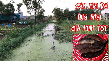 Cắm câu cá lóc bằng mồi dế thử xem dính cá gì