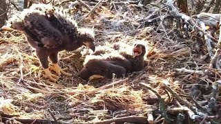 Decorah North~Standing eaglet🥰 Food is brought \& feeding ~2021\/04\/25