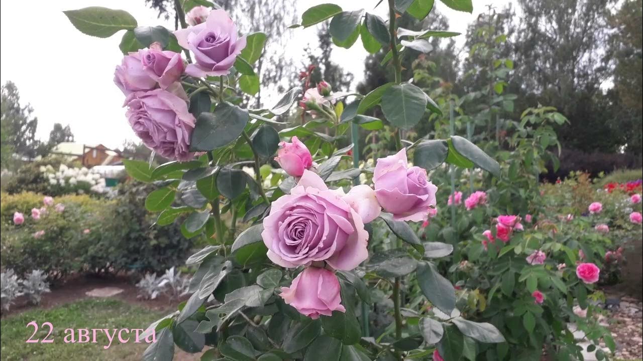 Роза Квиксильвер/ rose Quicksilver #садоводство #розарий #цветы #розы #roses #са
