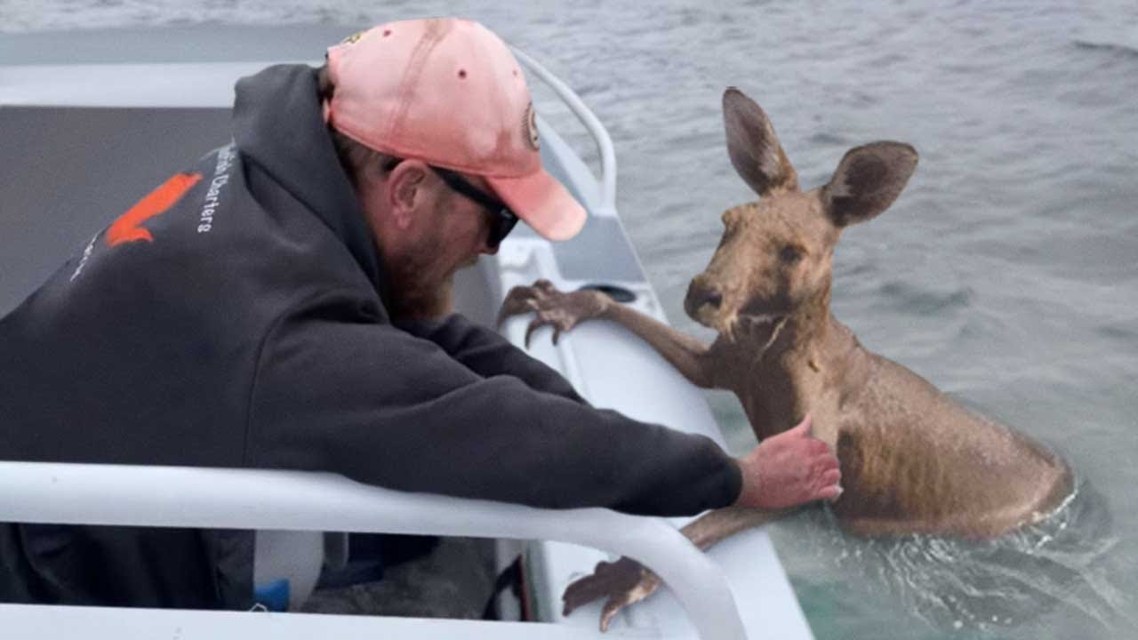 Animales que piden ayuda y bondad a la gente - YouTube