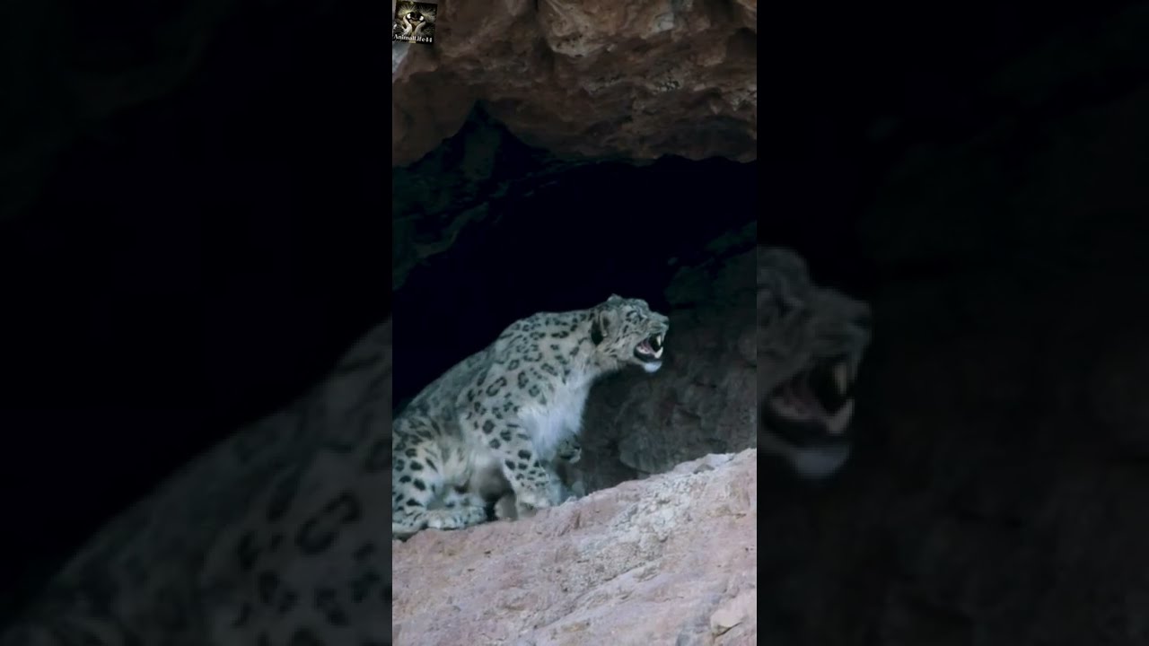 snow leopard family