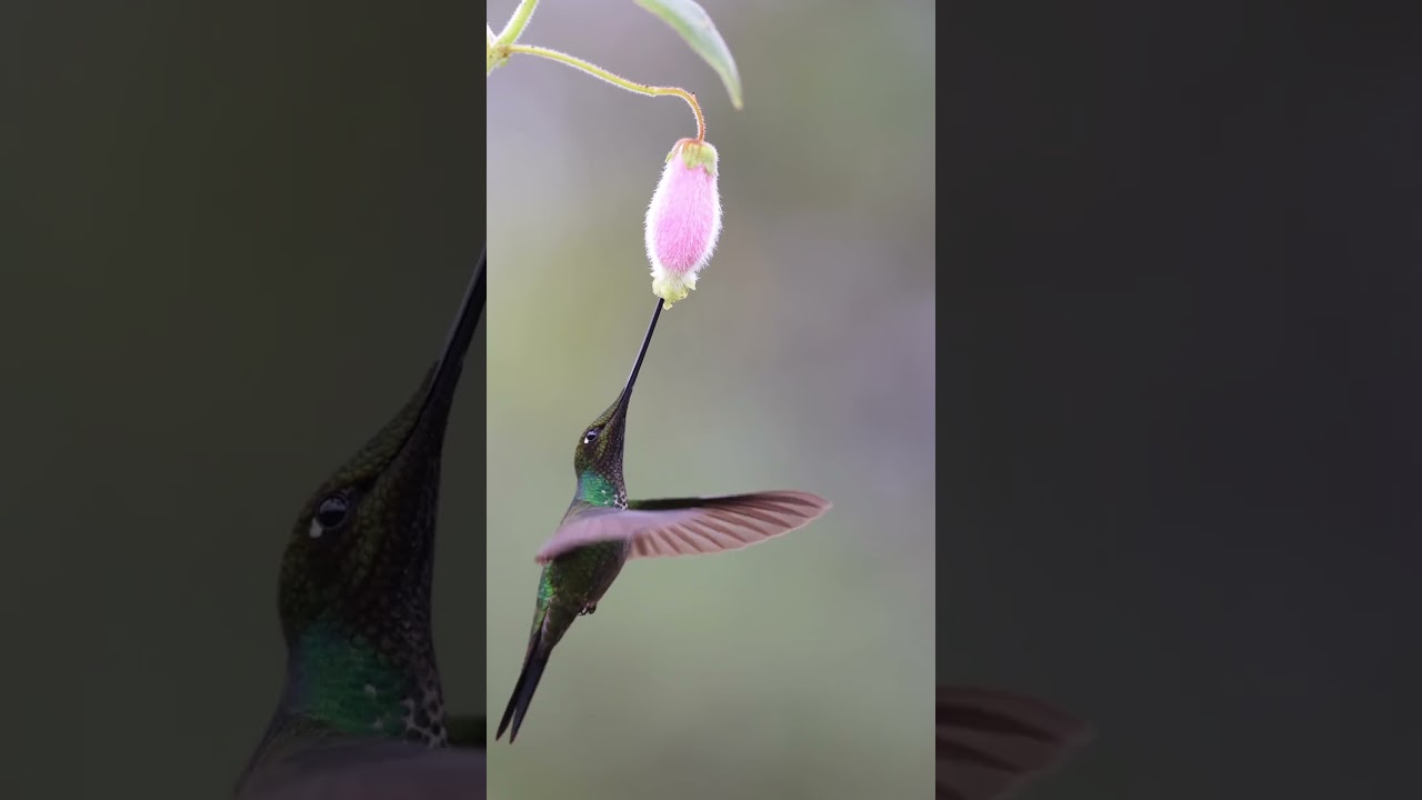 Колибри‌-мечеклюв (лат. Ensifera ensifera) - это небольшая птица с длинным и тонким клювом,