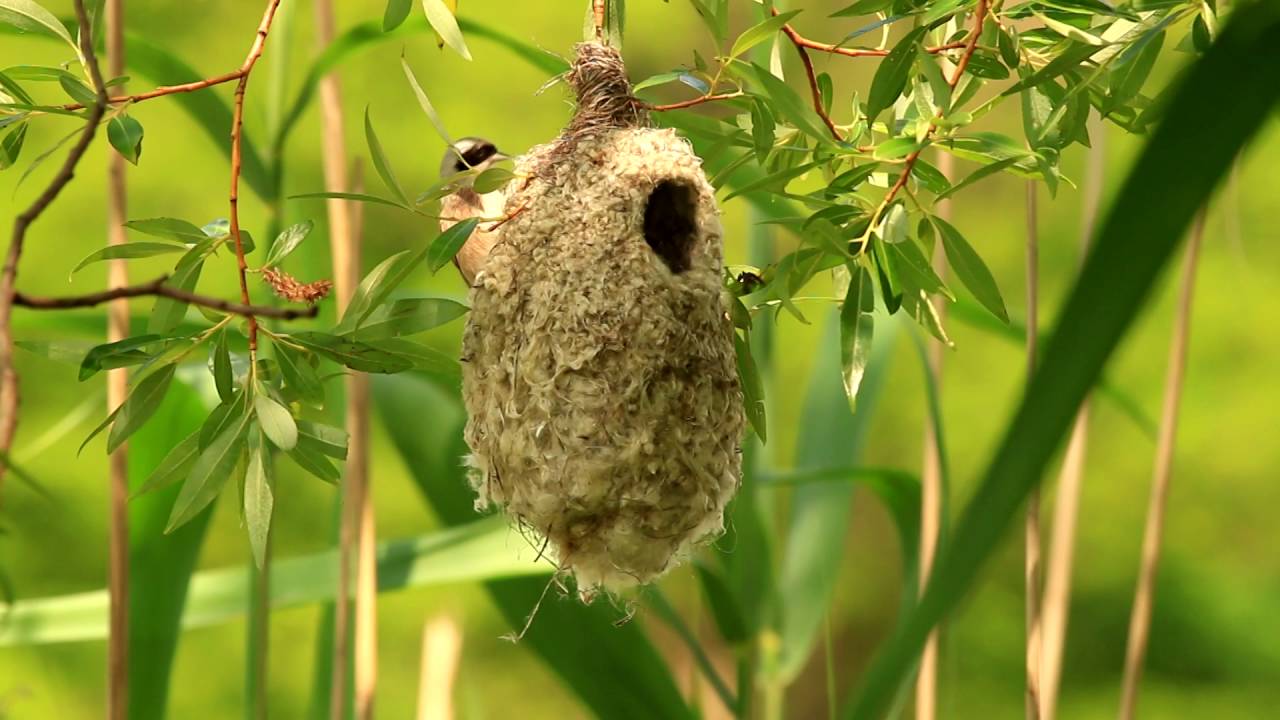 Madárvilág -Függőcinege -Eurasian Penduline Tit - YouTube