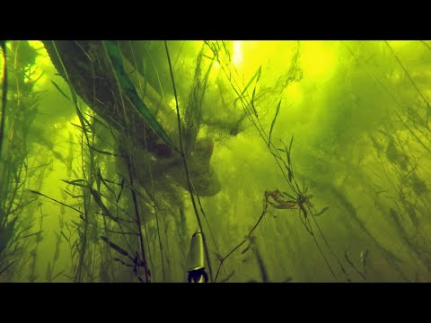 Видео: Подводная охота " ДАРЫ ВОДОХРАНИЛИЩА ". Второй день охоты на Волге, Новый сезон! Сомы, Окуни, Язи🐟