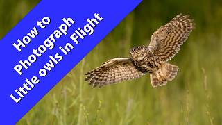 How to photograph a Little owl in flight with the OM-1 Mk2 and the 150-400mm Lens How to photograph a Little owl in flight with the OM-1 Mk2 and the 150-400mm Lens