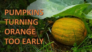 Pumpkins Turning Orange Too Early And What To Do With Them