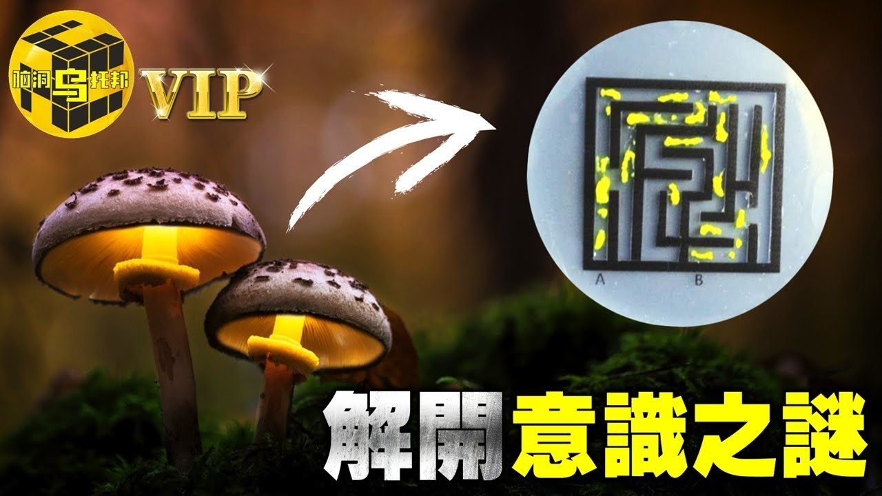 單細胞生物的驚人預言能力！揭開人類大腦意識之謎  [腦洞烏托邦 | 小烏 | Xiaowu]
