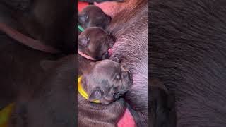 9 Day Old Staffordshire Bull Terrier Feeding