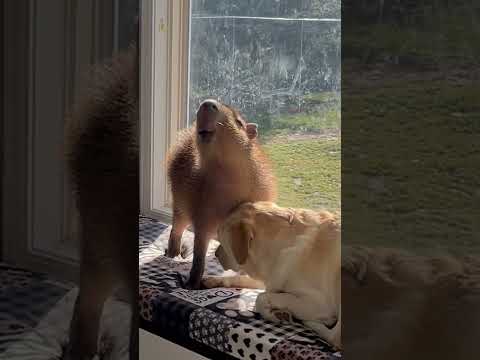 Capybara Enjoys Dog's Company