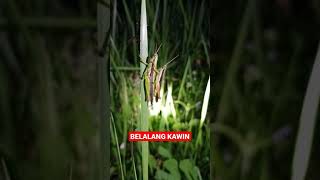 Belalang Kawin shorts  viral alamliar