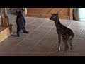 Baby bear tries to be friends with baby deer