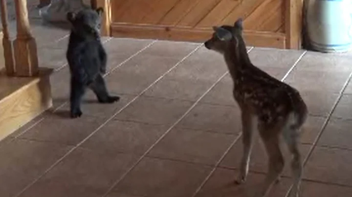 Baby Bear Tries to be Friends with Baby Deer - DayDayNews