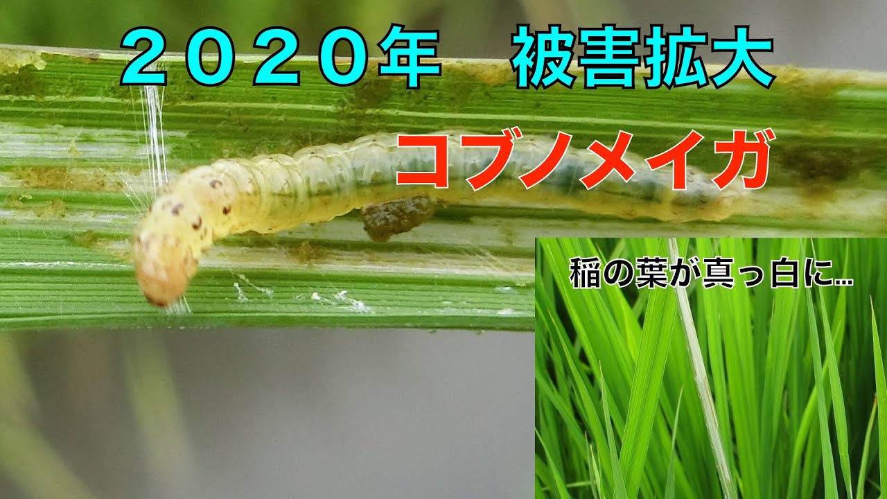 こぶ の めい が