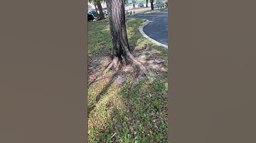 Cache in a tree #geocaching