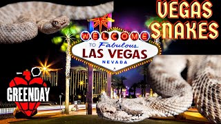 Las Vegas Rattle snakes and Green Day by Nature In Your Face 367 views 6 months ago 22 minutes