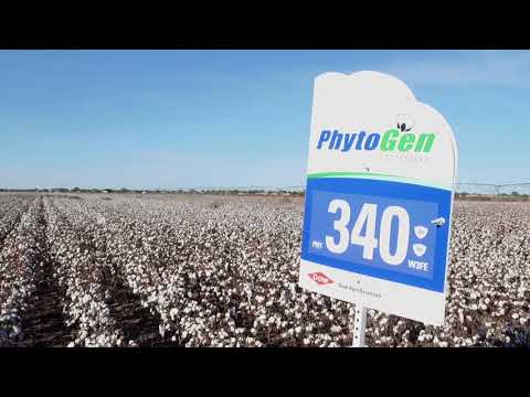 PhytoGen Innovation Portales NM