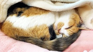 半目すら愛おしい三毛猫まりも【後半：むねおとみー】