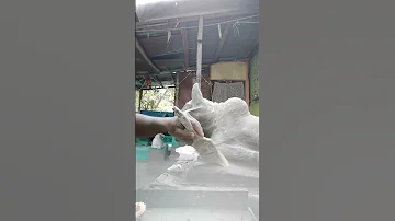Nandi Maharaj Ki Taiyari Sorts Viral Nandi2024 