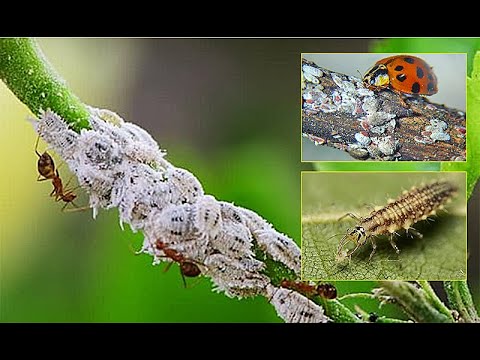 Cochenilles à coques : traitement et lutte