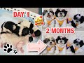 Cute transformation  shih tzu growing up from day 1 to 2 months  puppy transformation