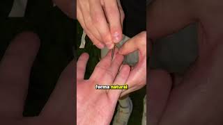 Tiktok Encontró Una Explicación Diferente