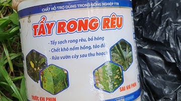 tẩy rong rêu tảo đỏ rửa vườn. sạch sẽ rong rêu sau 2 giờ.