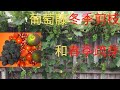 如何种葡萄 No 3 从半年的时间轴上 介绍葡萄树的冬季剪枝和春季疏芽 以及二种葡萄藤支架的优劣比较 如何种葡萄 No 3 从半年的时间轴上 介绍葡萄树的冬季剪枝和春季疏芽 以及二种葡萄藤支架的优劣比较