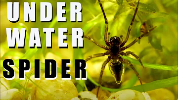 Underwater SPIDER - Diving bell spider
