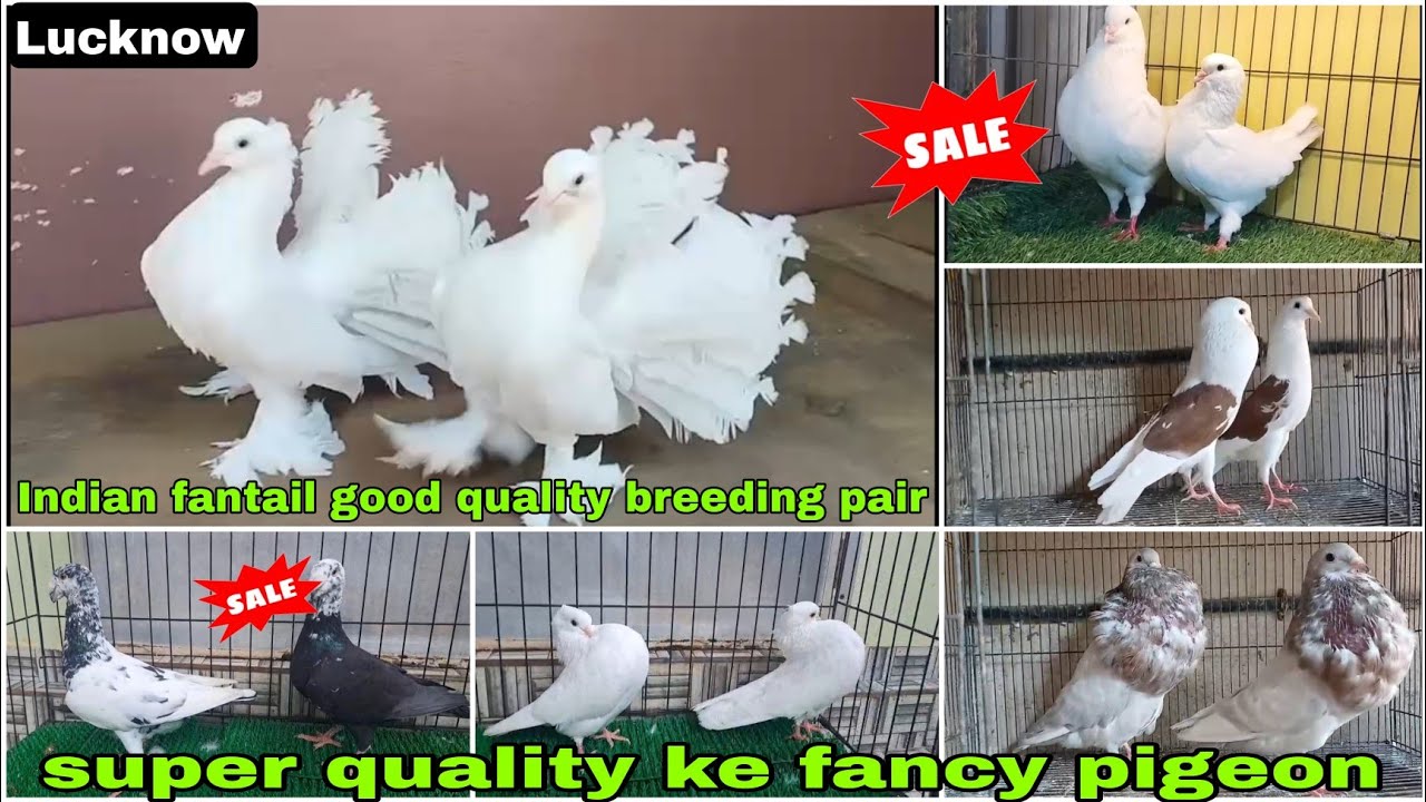 Indian fantail 🕊️ Mukhi, frillback, Jumbo 😍 King  frillback, beauty humour 