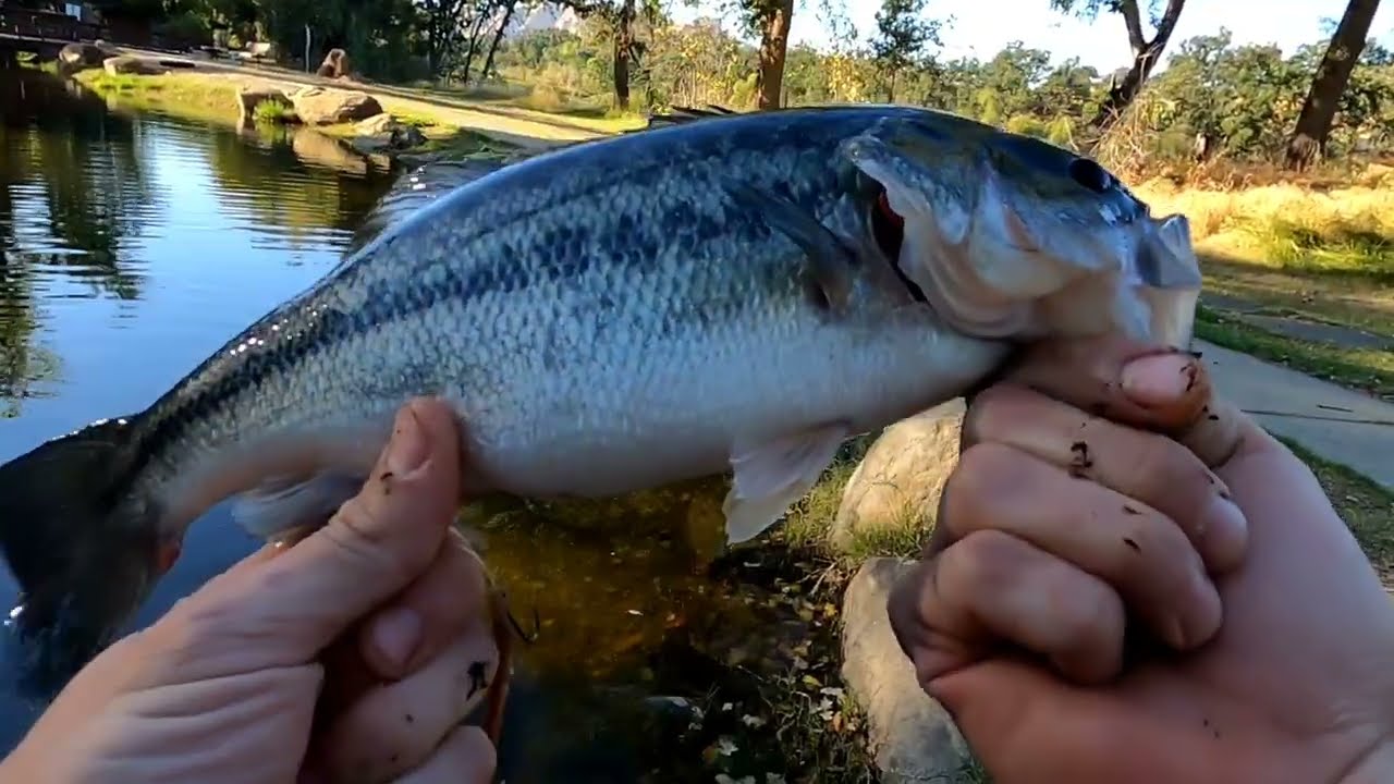 Bass fishing for Lunkers