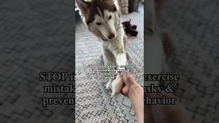 This one mistake is why your husky destroyed your couch last week