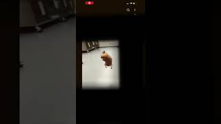 How I be feeling since I got 50 subs