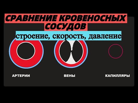 Сравнение кровеносных сосудов (артерии, вены, капилляры) анатомия ЕГЭ