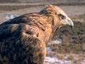 Golden Eagle vs. Jackrabbit | National Geographic