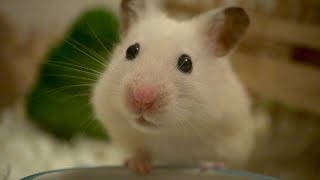 Hamster life in slow motion