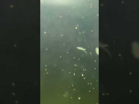 Vernal pool Kingdom