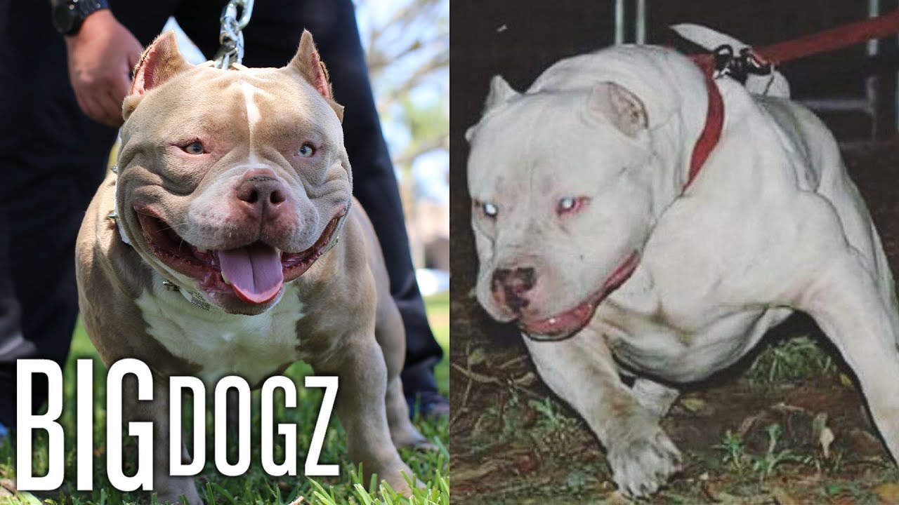 pit bull dogs