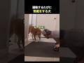 運動するたびに邪魔をする犬