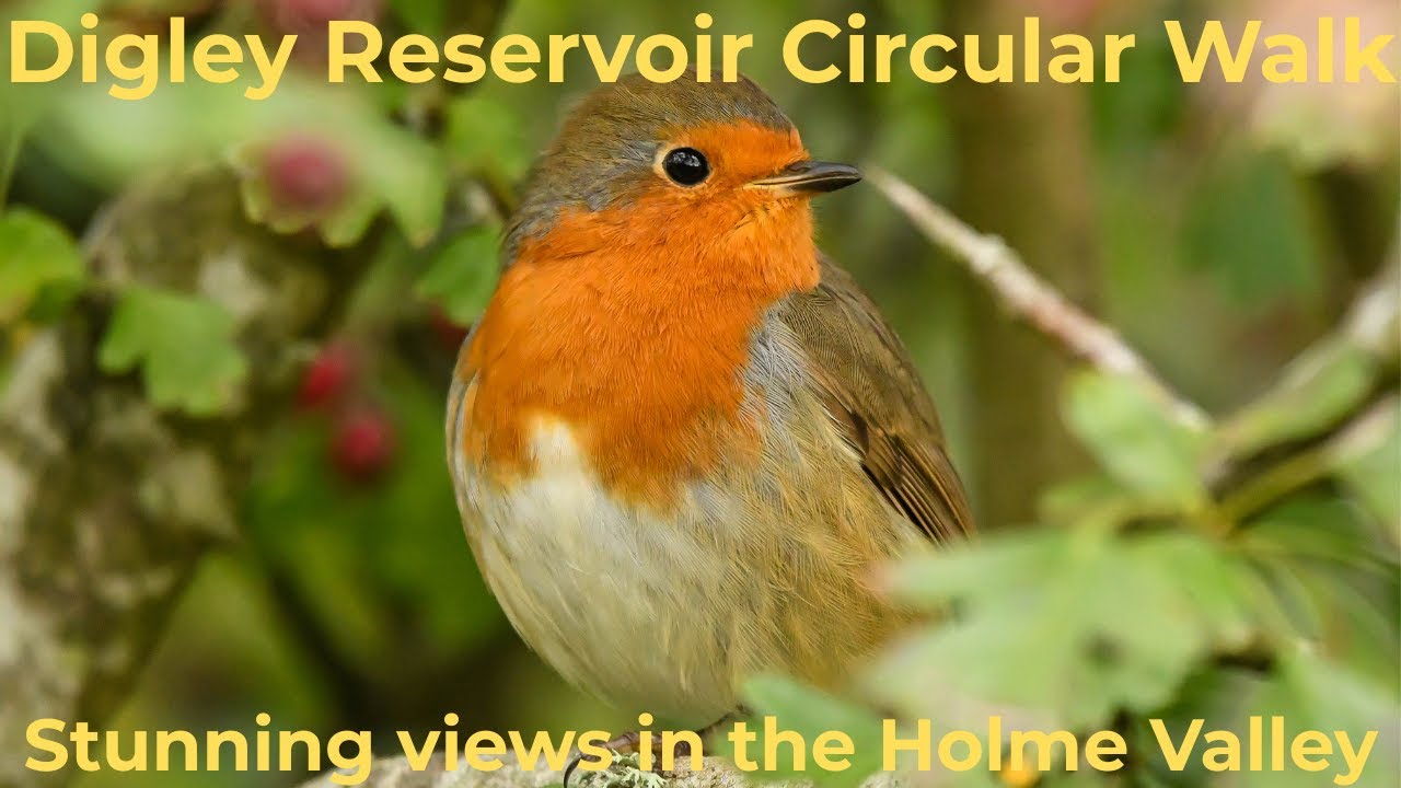 Круговой маршрут вокруг водохранилища Дигли — потрясающие виды на долину Холм.