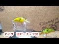 【ルアー紹介4】ピーナッツSR  【DAIWA】