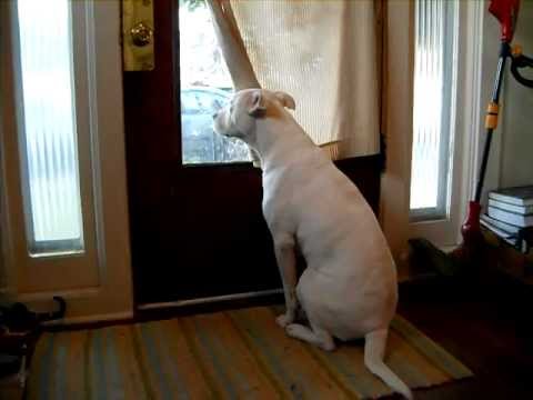 Soldier welcomed home by happy dog!!!