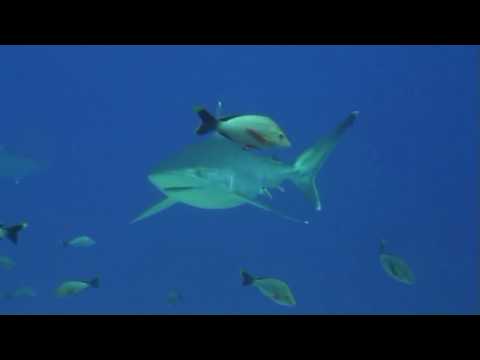Rangiroa - Silvertip Sharks at Avatoru
