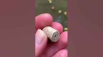 Ohio fossil hunting. Crinoid