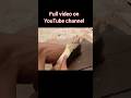 #assamesevlogfunny #funny #vlogaftercollege #comedy #minivlog #vlog #longvlogcz