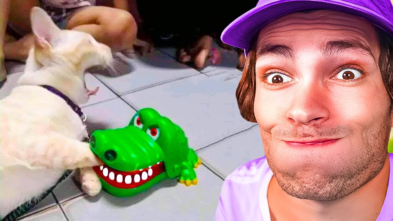 Ne Fais JAMAIS ça à un CHAT !