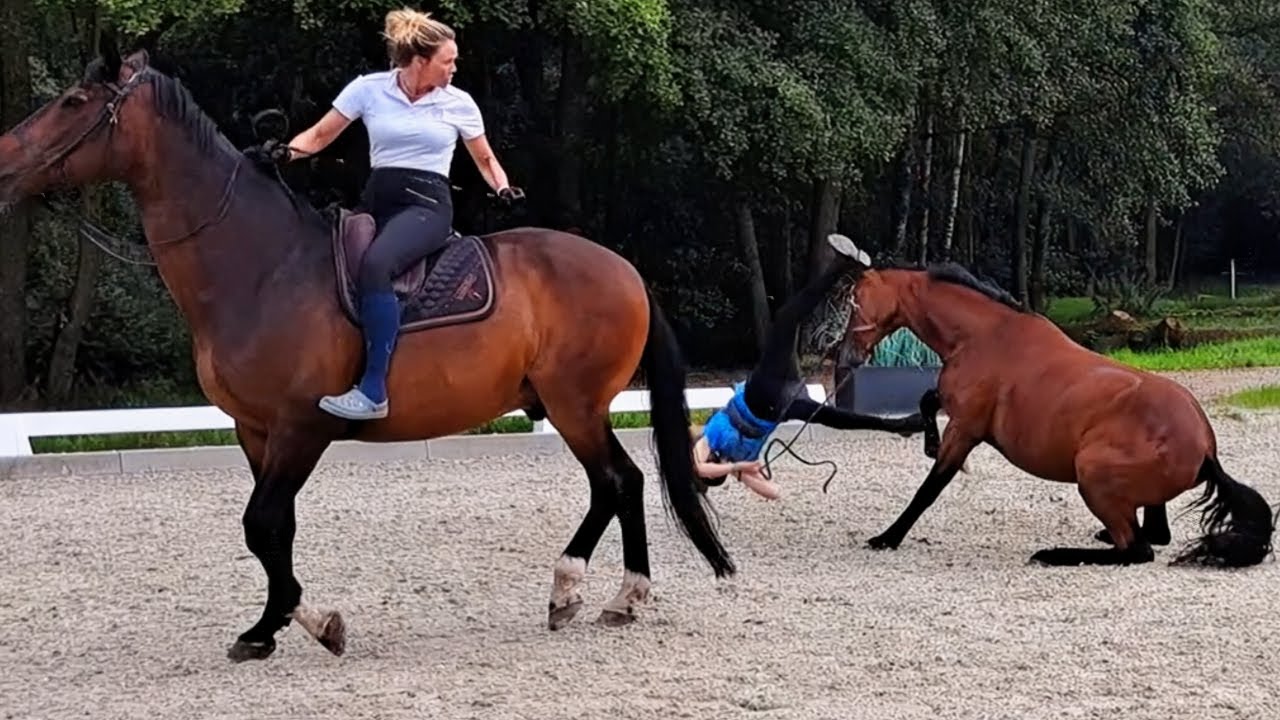 1. Aufsteigen bis zum 1. Trab 🤩 | Anreiten unseres Junghengstes