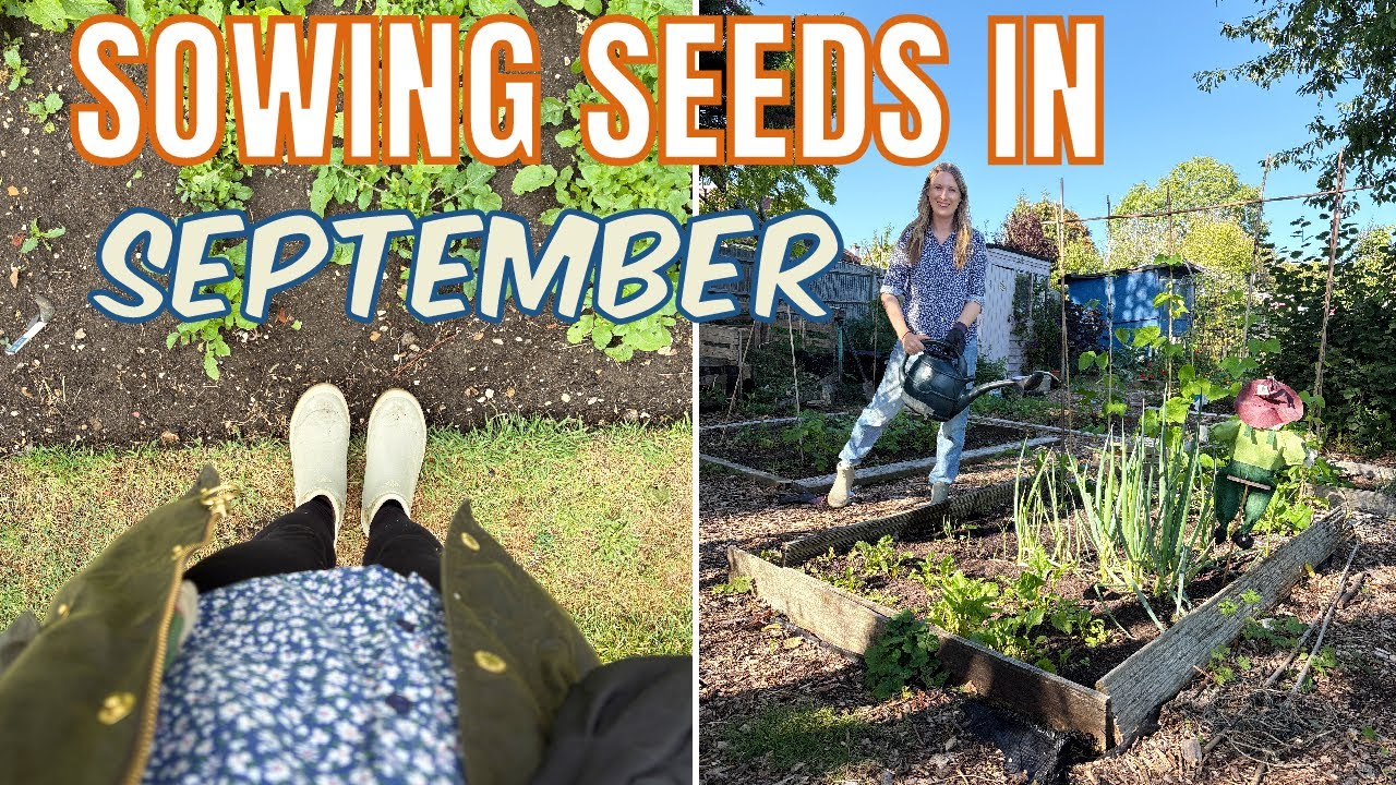 SOWING SEPTEMBER SEEDS / EMMA'S ALLOTMENT DIARIES